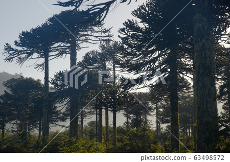 Forest of monkey puzzle tree at dawn. Forest of monkey puzzle tree at dawn. 63498572