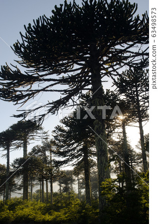 Forest of monkey puzzle tree backlighting at dawn. 63498573