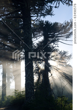 Forest of monkey puzzle tree backlighting at dawn. 63498578