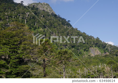 Mixed forest of monkey puzzle tree and Dombey's beech. 63498614