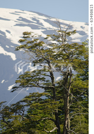 Dombey's beech Nothofagus dombeyi and Llaima volcano slope in the background. Dombey's beech Nothofagus dombeyi and Llaima volcano slope in the background. 63498615