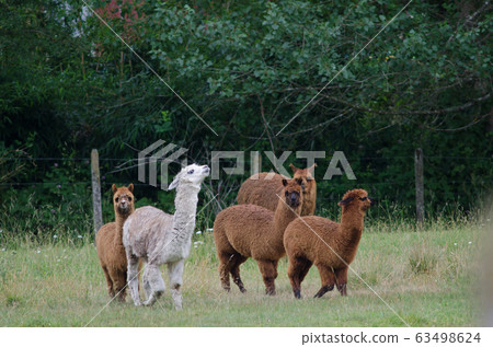 Herd of alpacas Vicugna pacos in a meadow. Herd of alpacas Vicugna pacos in a meadow. 63498624