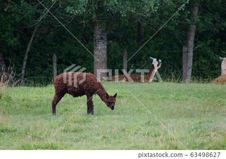 Alpaca Vicugna pacos eating in a meadow. 63498627