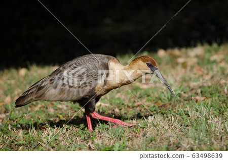 Black-faced ibis Theristicus melanopis in a meadow. 63498639