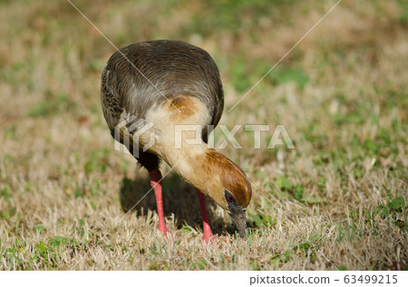 Black-faced ibis Theristicus melanopis in a meadow. Black-faced ibis Theristicus melanopis in a meadow. 63499215