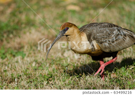 Black-faced ibis Theristicus melanopis in a meadow. Black-faced ibis Theristicus melanopis in a meadow. 63499216