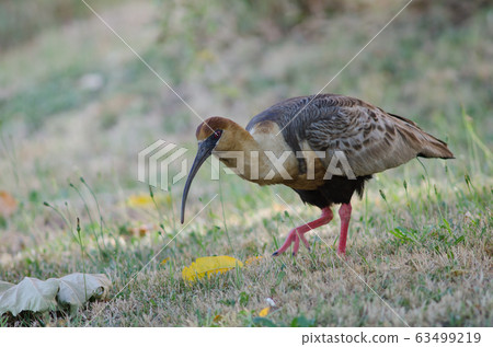 Black-faced ibis Theristicus melanopis in a meadow. Black-faced ibis Theristicus melanopis in a meadow. 63499219