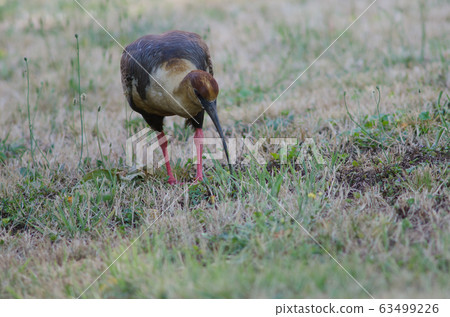 Black-faced ibis Theristicus melanopis in a meadow. Black-faced ibis Theristicus melanopis in a meadow. 63499226