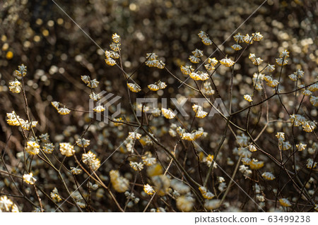 Mitsume colony of Misugi, Mie Prefecture Mitsume colony of Misugi, Mie Prefecture 63499238