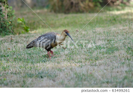 Black-faced ibis Theristicus melanopis in a meadow. Black-faced ibis Theristicus melanopis in a meadow. 63499261