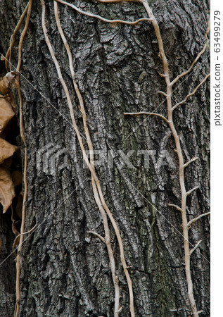 Stems of purple Ipomoea purpurea on a tree trunk. Stems of purple Ipomoea purpurea on a tree trunk. 63499279