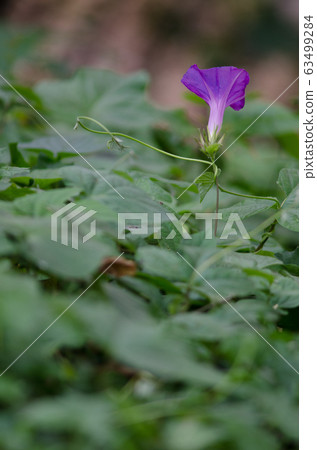Flower and leaves of purple Ipomoea purpurea. Flower and leaves of purple Ipomoea purpurea. 63499284
