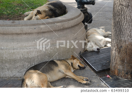 Group of domestic dogs Canis lupus familiaris sleeping. Group of domestic dogs Canis lupus familiaris sleeping. 63499310