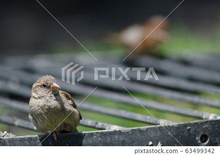 House sparrow in the Arm Square of Santiago de Chile. 63499342