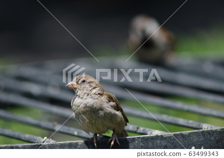 House sparrow in the Arm Square of Santiago de Chile. House sparrow in the Arm Square of Santiago de Chile. 63499343