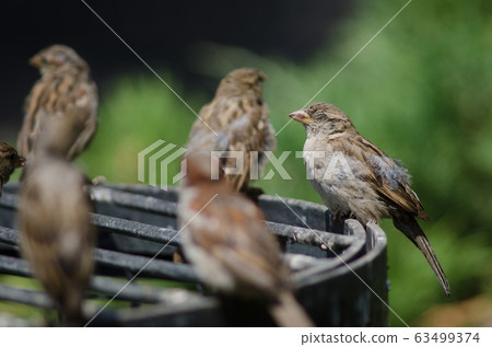 House sparrow in the Arm Square of Santiago de Chile. House sparrow in the Arm Square of Santiago de Chile. 63499374