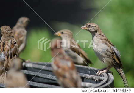 House sparrow in the Arm Square of Santiago de Chile. House sparrow in the Arm Square of Santiago de Chile. 63499379