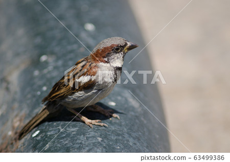House sparrow in the Arm Square of Santiago de Chile. House sparrow in the Arm Square of Santiago de Chile. 63499386