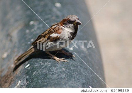 House sparrow in the Arm Square of Santiago de Chile. House sparrow in the Arm Square of Santiago de Chile. 63499389