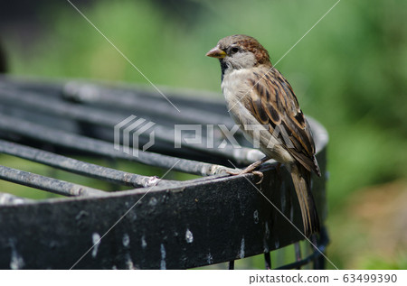 House sparrow in the Arm Square of Santiago de Chile. House sparrow in the Arm Square of Santiago de Chile. 63499390