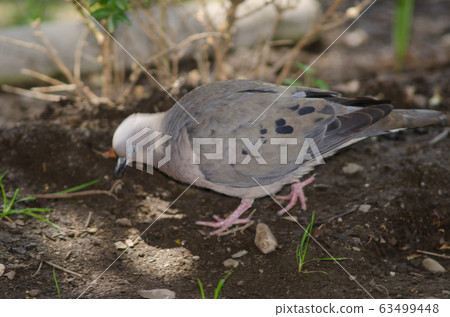 Eared dove Zenaida auriculata feeding on the ground. 63499448