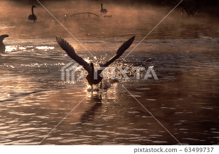 Swan Morning haze starts 63499737