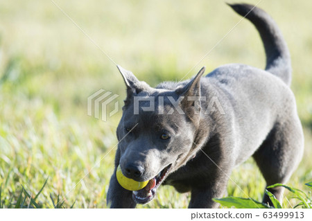 幼犬幼犬koinu幼犬狗武士年生肖拉布拉多 63499913