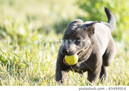 Puppy puppy puppy koinu puppy dog samurai year of the zodiac zodiac retriever labrador Puppy puppy puppy koinu puppy dog samurai year of the zodiac zodiac retriever labrador 63499914
