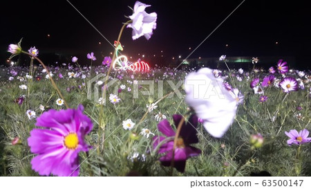 Cosmos flower night view pretty flower Cosmos flower night view pretty flower 63500147