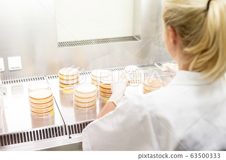 Female scientist working with laminar flow at corona virus vaccine development laboratory research facility. 63500333