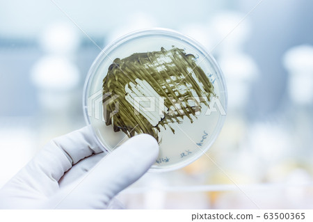 Scientist growing bacteria in petri dishes on agar gel as a part of scientific experiment. 63500365