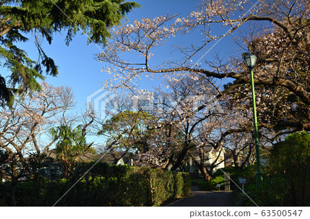 橫濱/山手公園 63500547