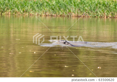 Giant otter from Pantanal, Brazil Giant otter from Pantanal, Brazil 63500620