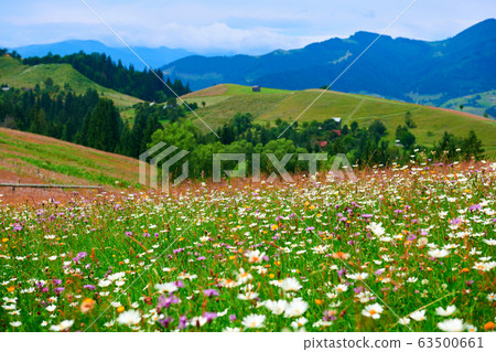 nature, summer landscape in carpathian mountains, nature, summer landscape in carpathian mountains, 63500661