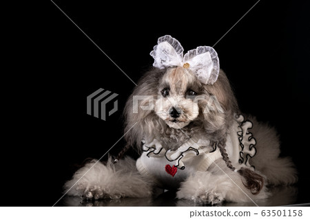 Cute toy poodle Cute toy poodle 63501158