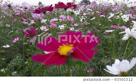 Pretty flower images cosmos 63501512