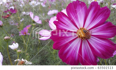 Pretty flower images cosmos Pretty flower images cosmos 63501513