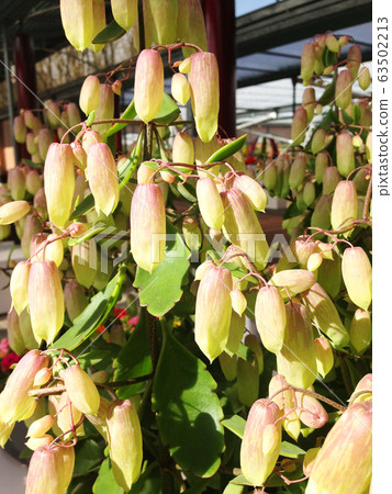 Dutch flowers 63502213