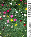 荷蘭花 63502214