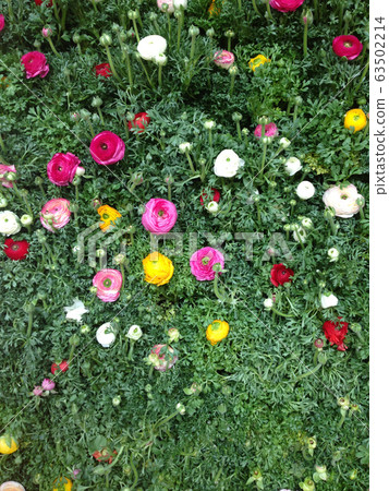 荷蘭花 荷蘭花 63502214