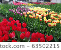 荷蘭花 63502215