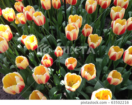 荷蘭花 荷蘭花 63502216