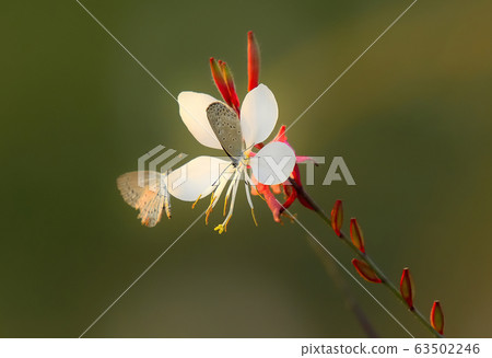 Deficiency butterfly Deficiency butterfly 63502246