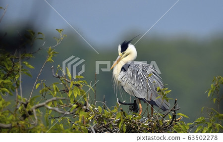 鷺,鳥,動物 鷺,鳥,動物 63502278