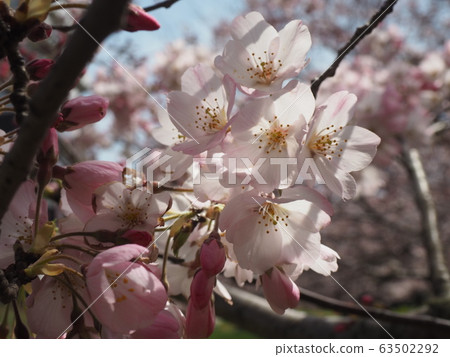 Spring flower  63502292