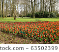 荷蘭花 63502399
