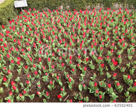 荷蘭花 63502401