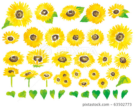 Watercolor sunflower sunflower set Watercolor sunflower sunflower set 63502773