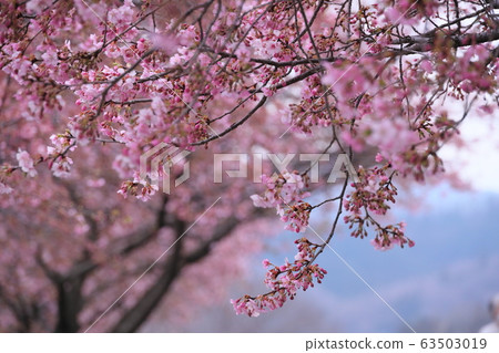 Kawazu Zakura 63503019