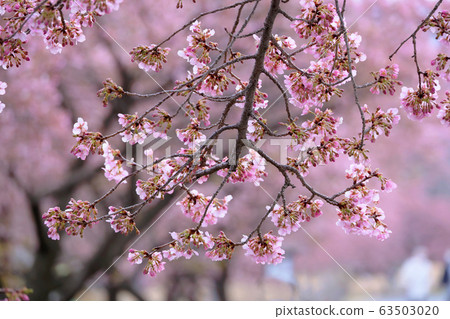 Kawazu Zakura 63503020